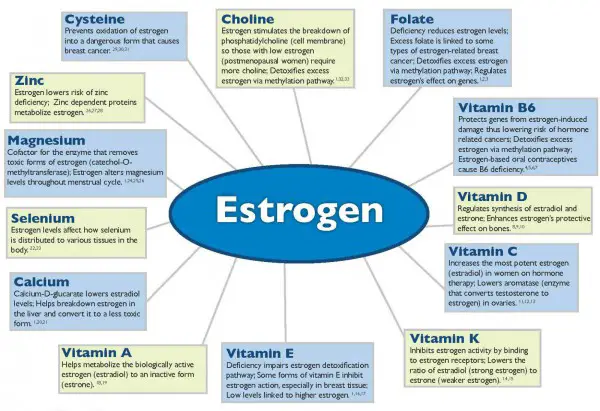 Estrogen Wheel