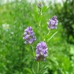 Herbal Remedies - Alfalfa