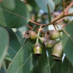 Herbal Remedies - Eucalyptus