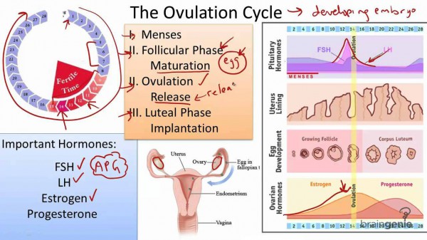 Hormone Replacement Therapy - Ovulation Cycle