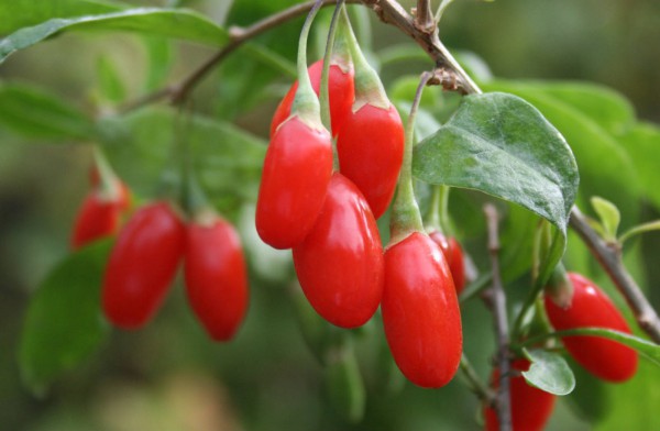 Goji Juice - Goji Berries