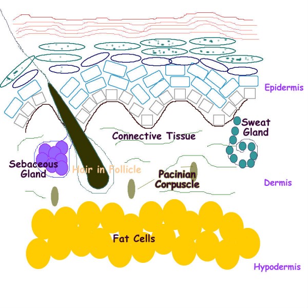 Skin care tips - Epidermis Dermis and Hypodermis