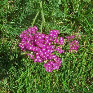 Cleanse Your Kidneys - Yarrow