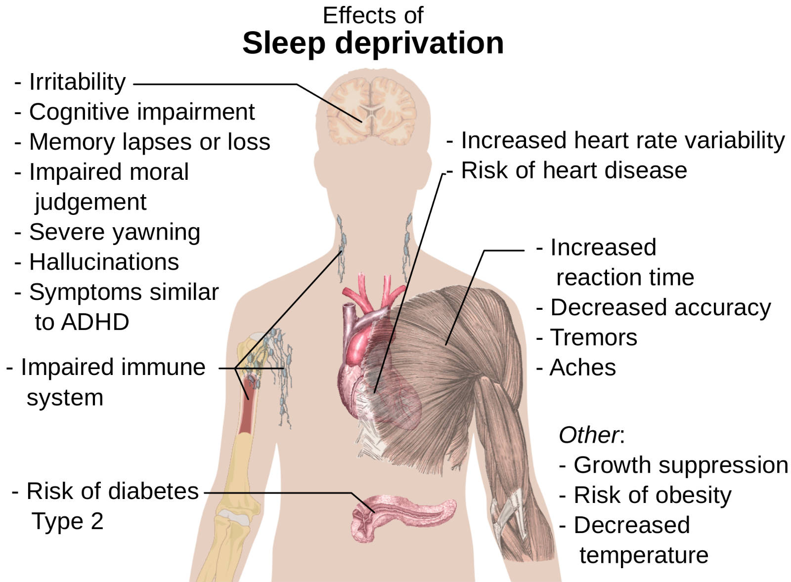 How Long To Nap - Sleep Deprivation