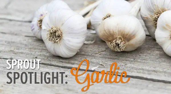 Sprouted Garlic - Spotlight