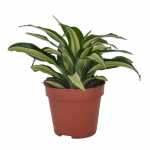 4. Dracena - Indoor Plants