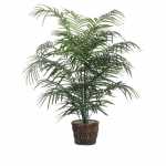 6. Bamboo palm - Indoor Plants