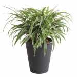 7. Spider plant - Indoor Plants