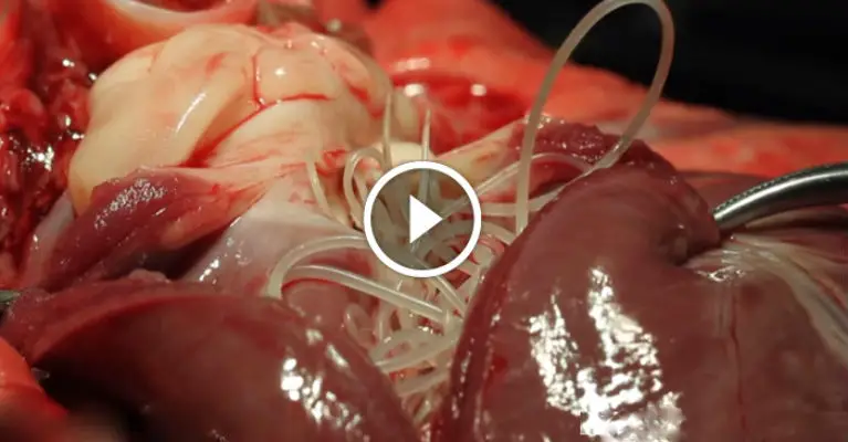 This Is What Happens Inside Your Body When You Eat Pork