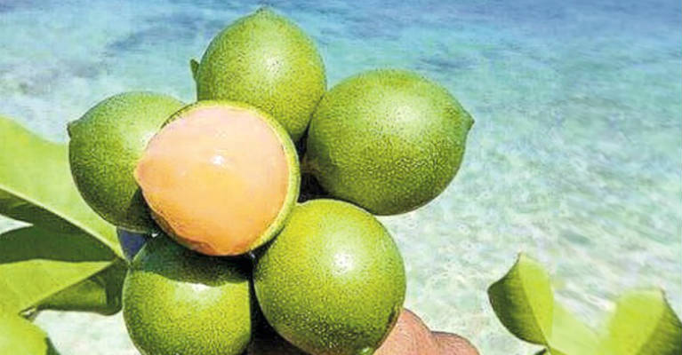 10 Healthy Reasons for You to Eat Quenepa Fruit