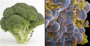 Foods That Look Like The Body Parts - Broccoli-Cells