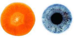 Foods That Look Like The Body Parts - Carrots-Eyes