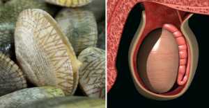 Foods That Look Like The Body Parts - Clams-Testicles