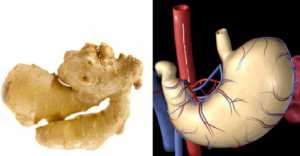 Foods That Look Like The Body Parts - Ginger-Stomach