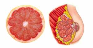 Foods That Look Like The Body Parts - Grapefruit-Breast