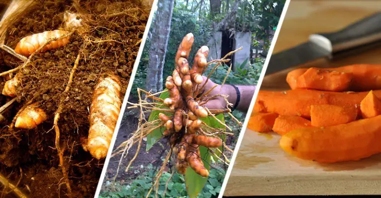 How To Grow Your Own Super-Powered Organic Turmeric to Reverse Inflammation and Cancer
