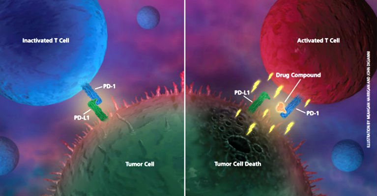 The Power of The Immune System to Fight Cancer Has 19th