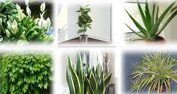 These Plants are Oxygen Bombs – Have at Least One of Them to Clean the Air at Your Home