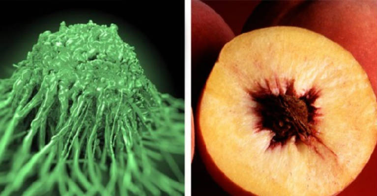 Researchers Put Peach Extract On Cancer Cells What They Discovered BLEW Them Away