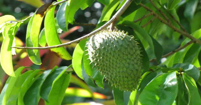 Surprising Benefits of Soursop Leaves for Cancer, Kidney Problems and More