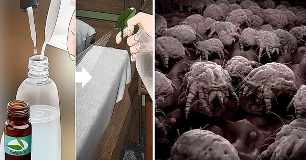 Dust Mite Infestations are Found in 4 Out of 5 Homes. Kill them with THIS Natural Solution