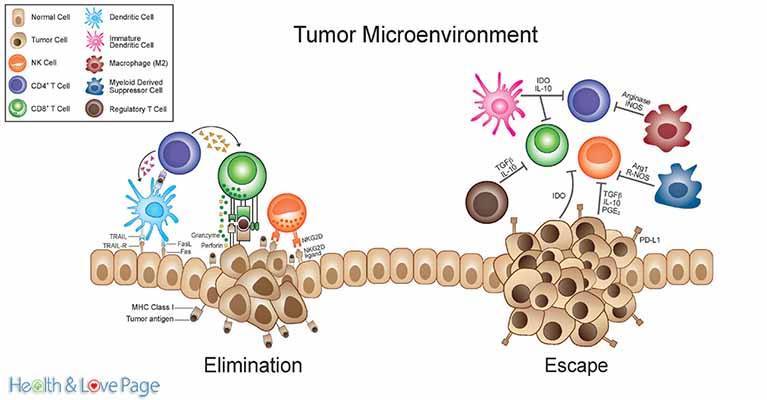 Cancer is Not a Death Sentence Teach Your Immune System