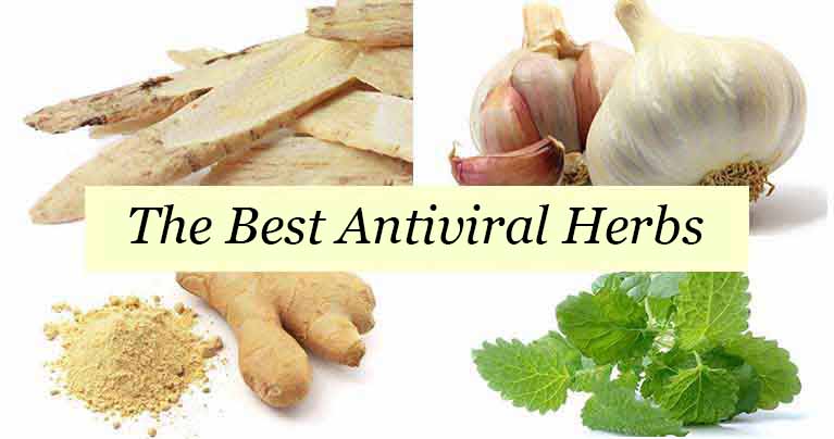 Strongest Antiviral Herbs