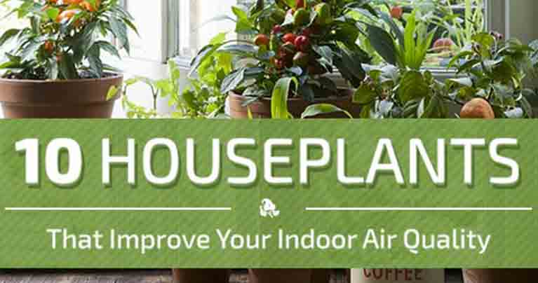 7 Plants that Improve Your Homes Air Quality