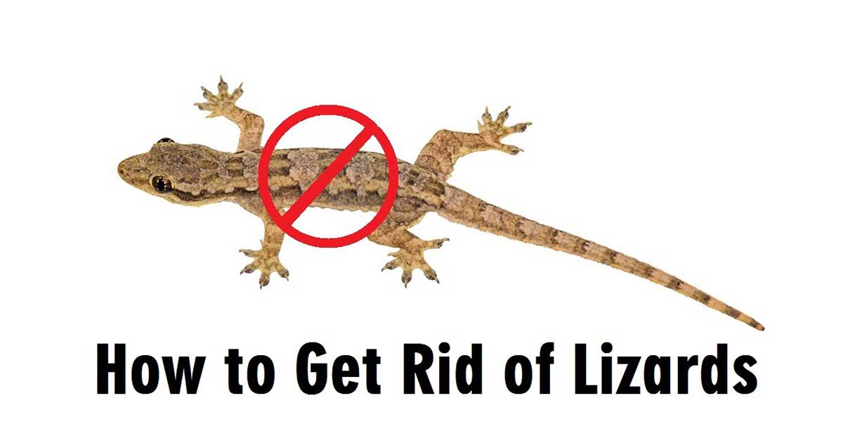 How to Get Rid of Lizards without Killing Them