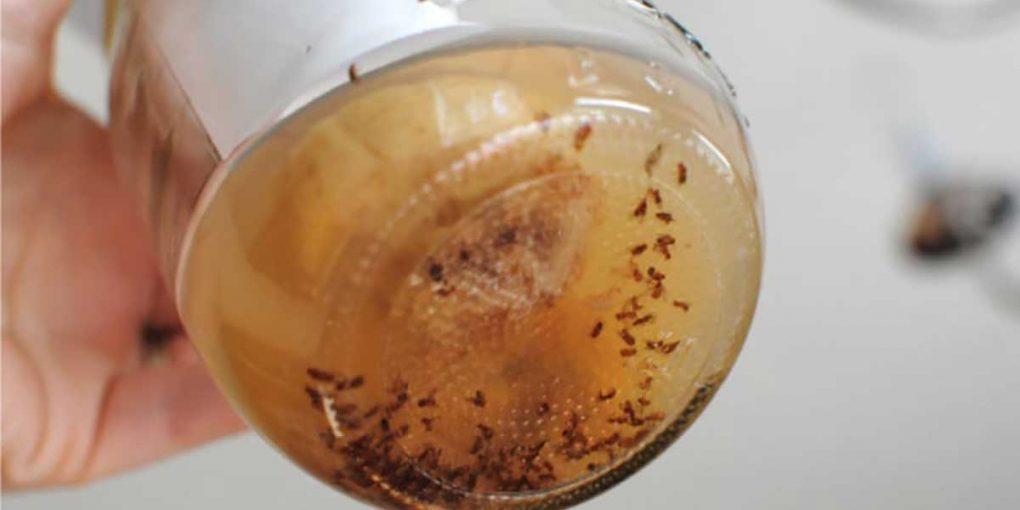 One Jar Trap and 5 Solutions to Get Rid of Fruit Flies and Gnats ...