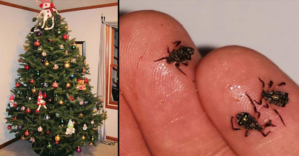 Your Living Christmas Tree Is Most Likely Crawling With 